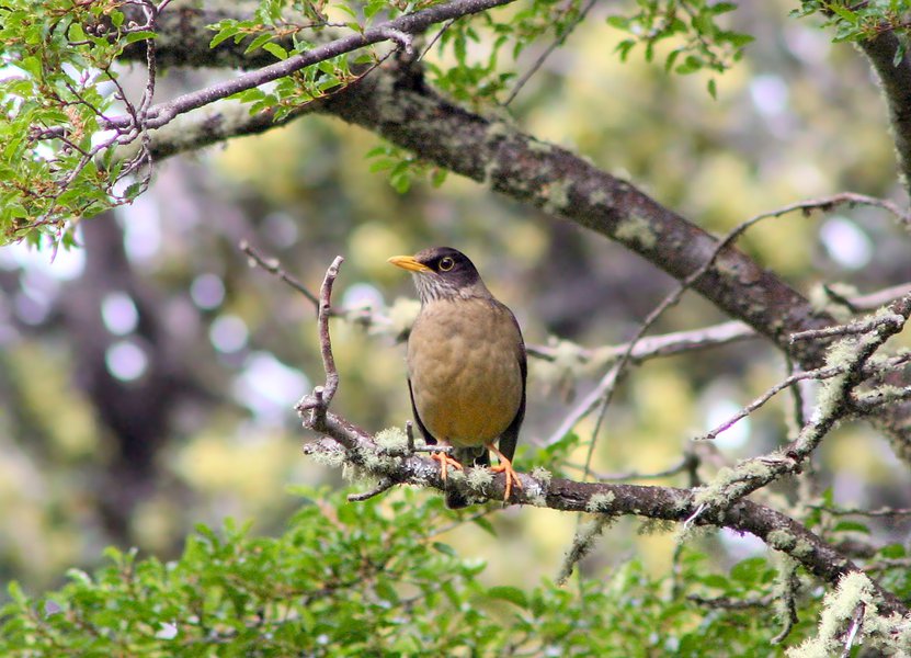 Turdus falcklandii