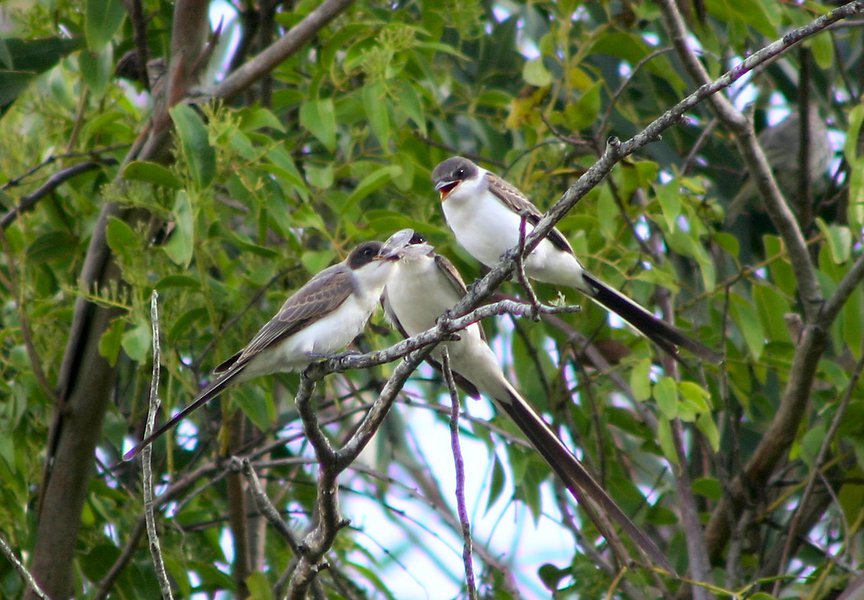 Passeriformes