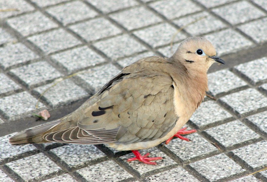 Zenaida_auriculata