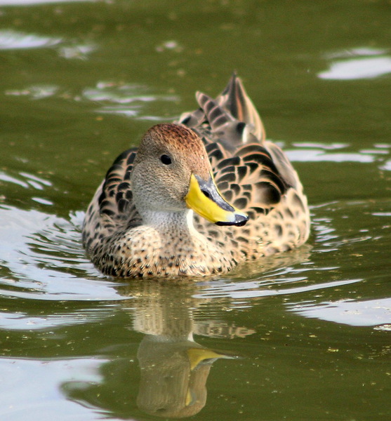 Anseriformes