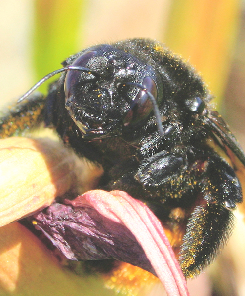 Xylocopa