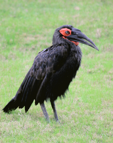 Bucorvus