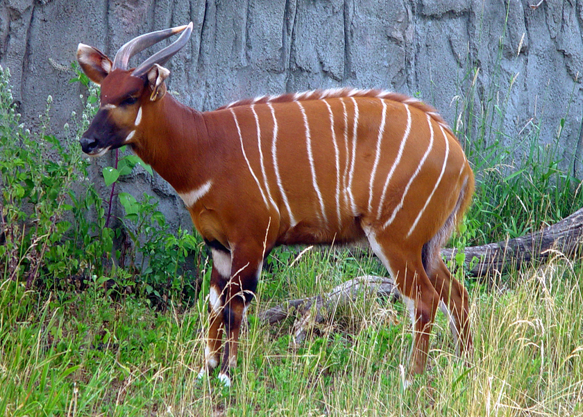 Tragelaphus