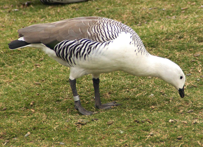 Anseriformes