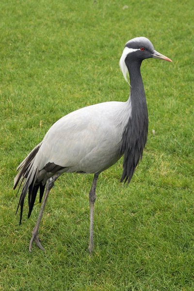 crane_grus