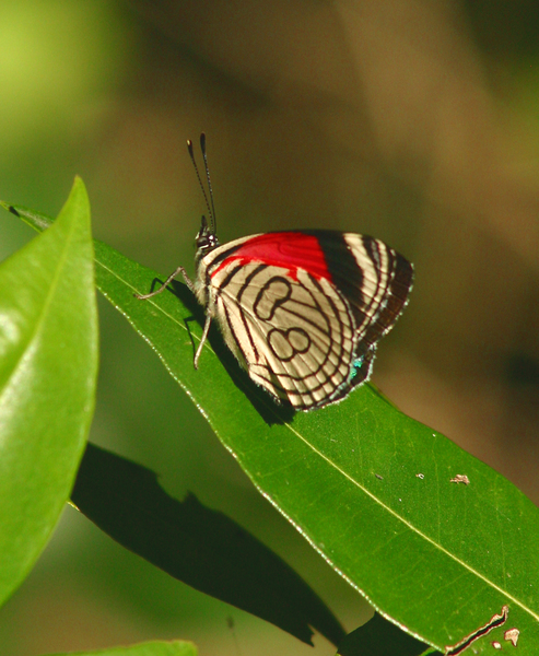 Lepidoptera