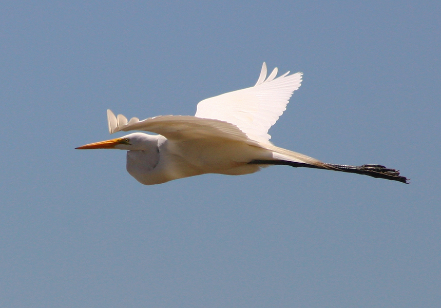 egretta_alba