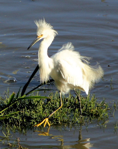 Egretta thula