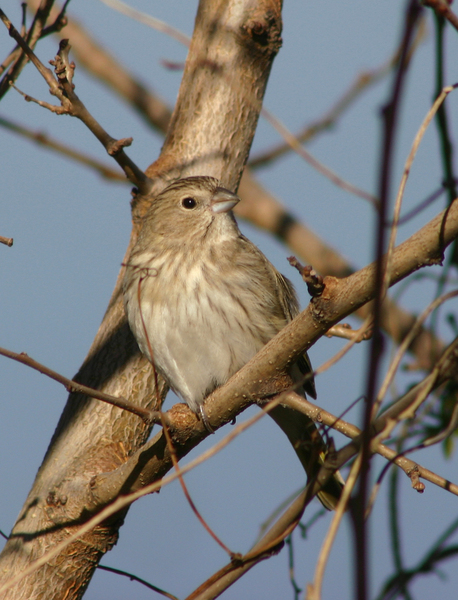 Emberizidae