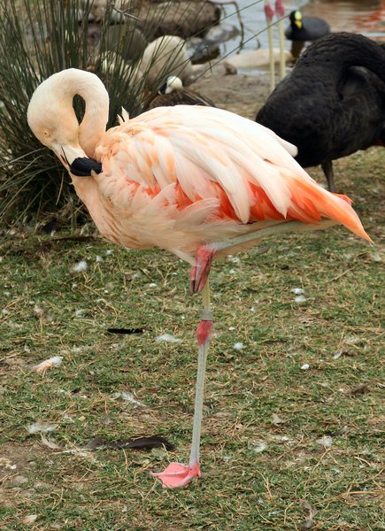 Phoenicopteriformes