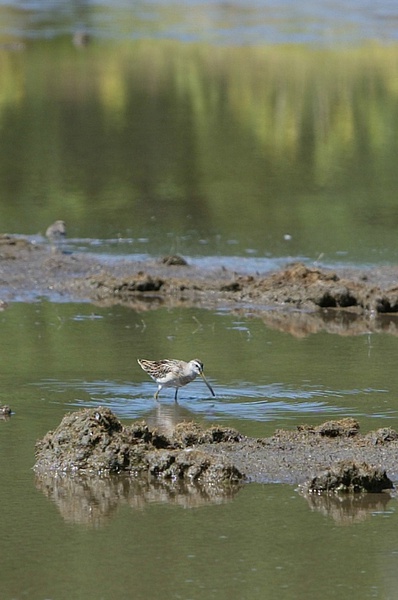 gallinago_gallinago