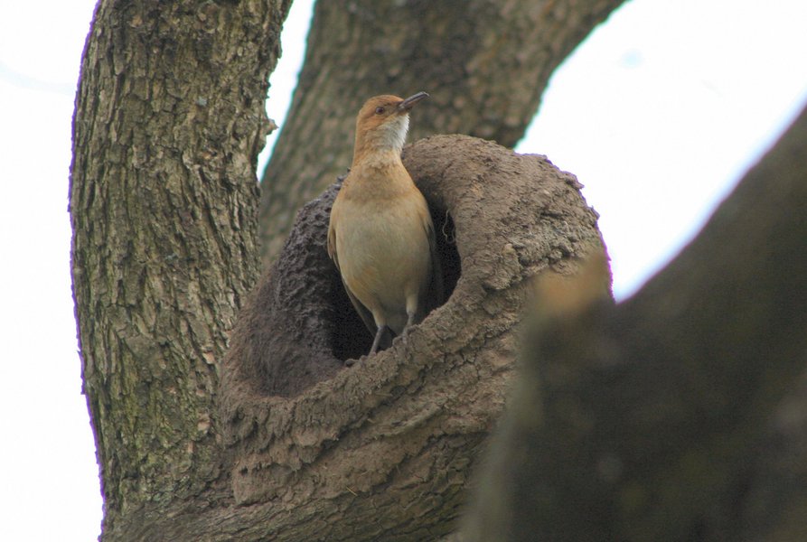 Passeriformes