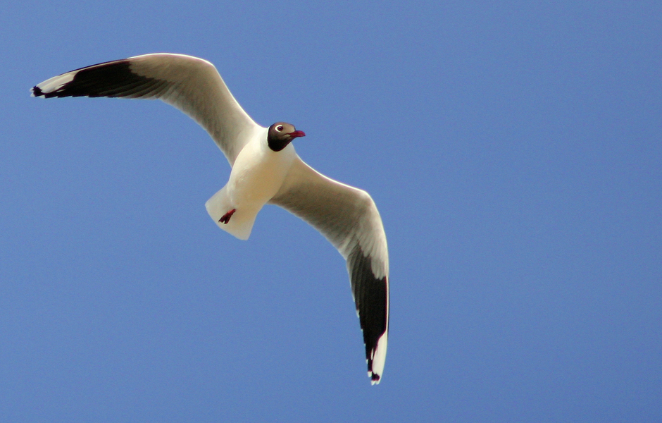 Larus maculipennis