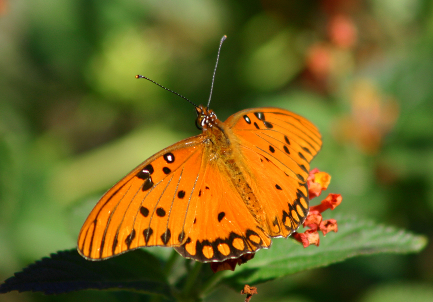 Lepidoptera