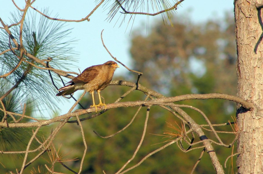 Falconiformes