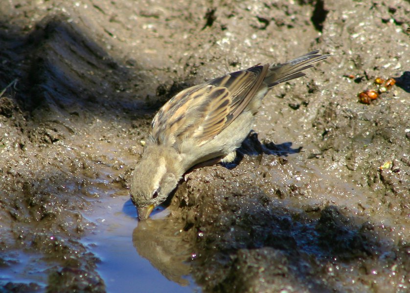 Passer domesticus