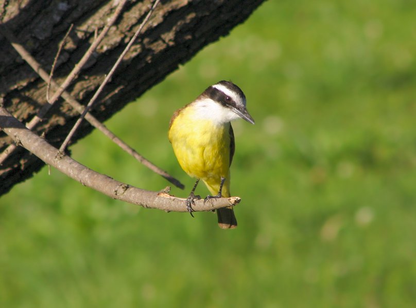 Passeriformes