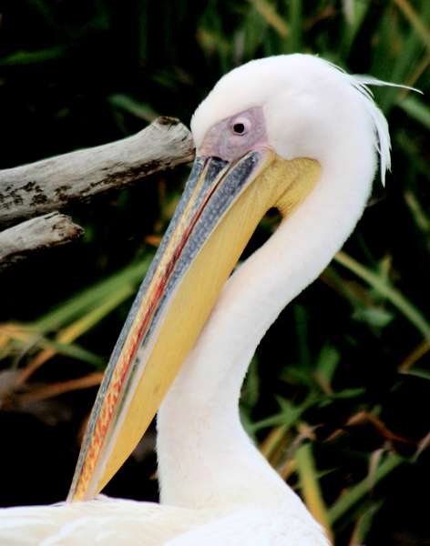 Pelecanus erythrorhynchos