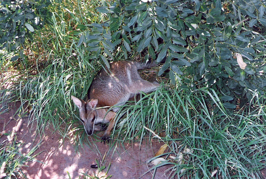 Macropus dorsalis