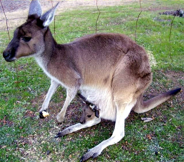 Macropus fuliginosus