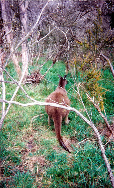 Macropodidae