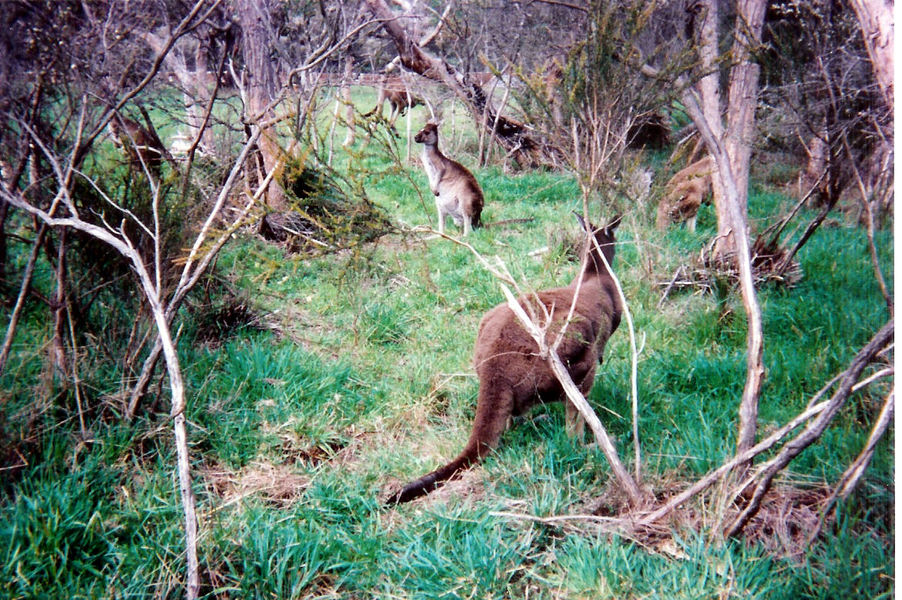 Macropodidae