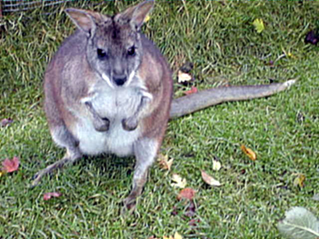 Macropus_parma2