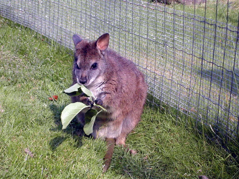 Macropodidae