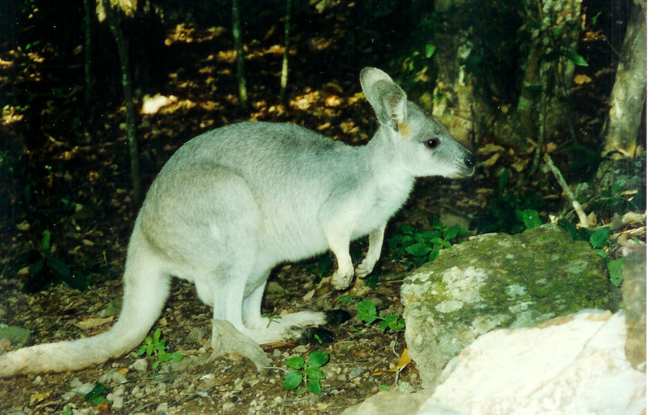 Macropus robustus