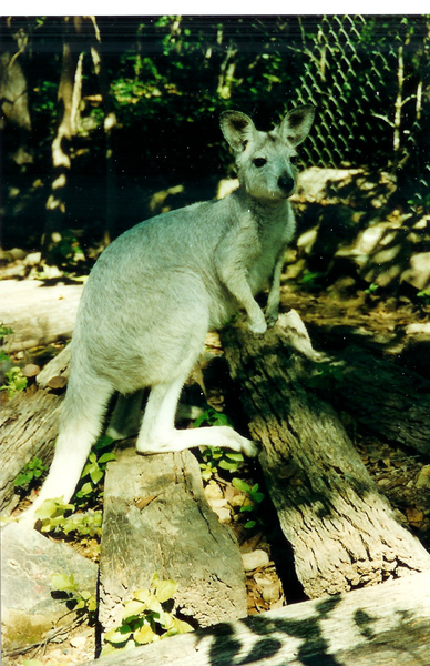 Macropus robustus