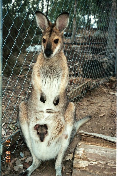 Macropus rufogriseus