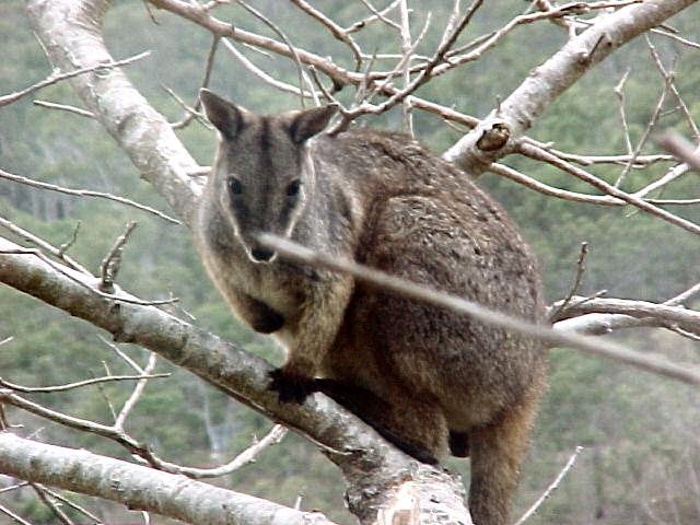 Diprotodontia