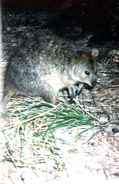 Macropodidae