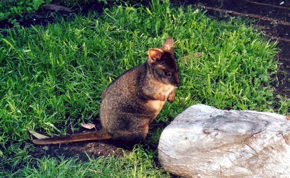 Macropodidae