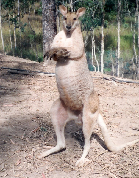 Macropus agilis