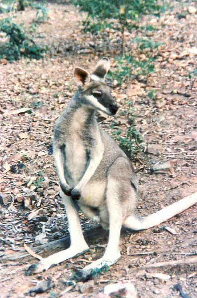 Macropodidae