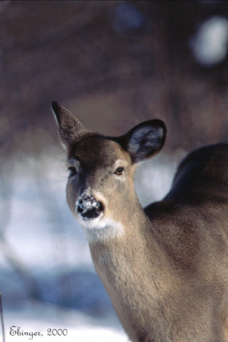 Odocoileus virginianus