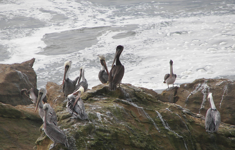 Photo of Pelecanus occidentalis