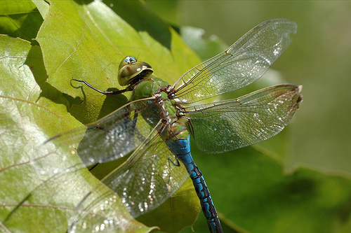 Eumetazoa