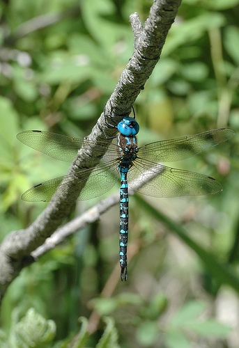 Rhionaeschna mutata