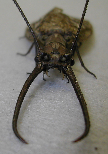 Megaloptera