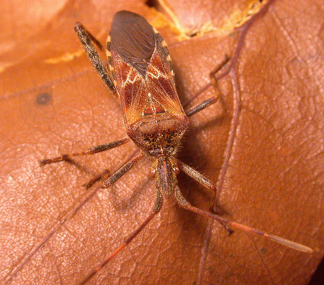 Hemiptera