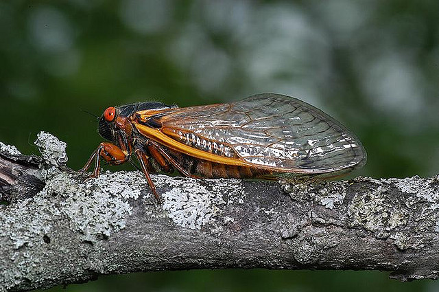 Insecta