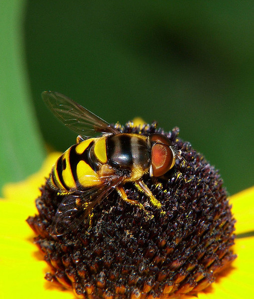 Syrphidae