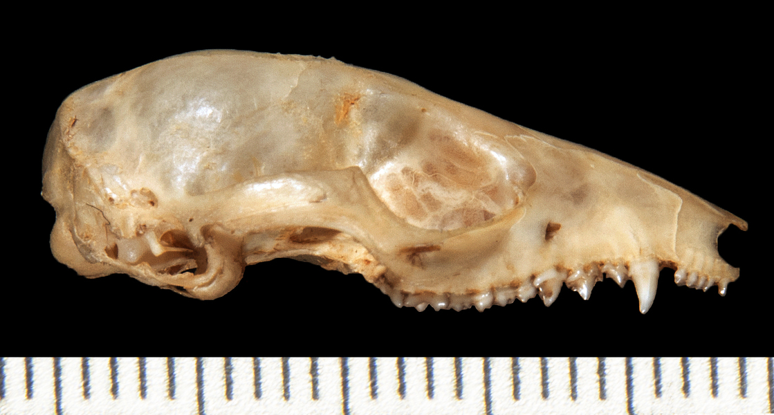 Cryptonanus_chacoensis134552lateral004