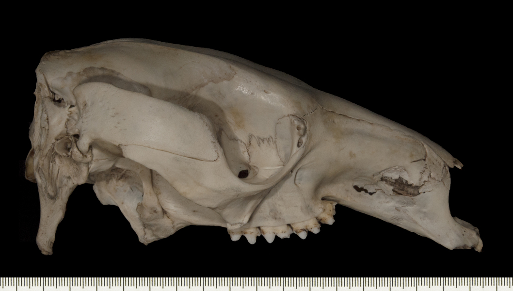 Macropus_fuliginosus160151lateral004