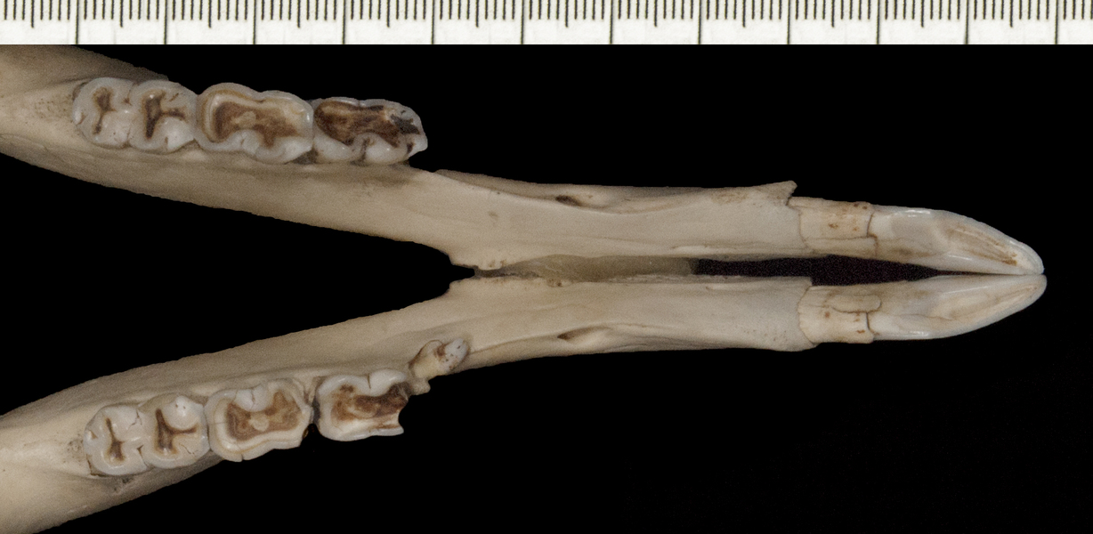 Macropus_fuliginosus160151ltr006