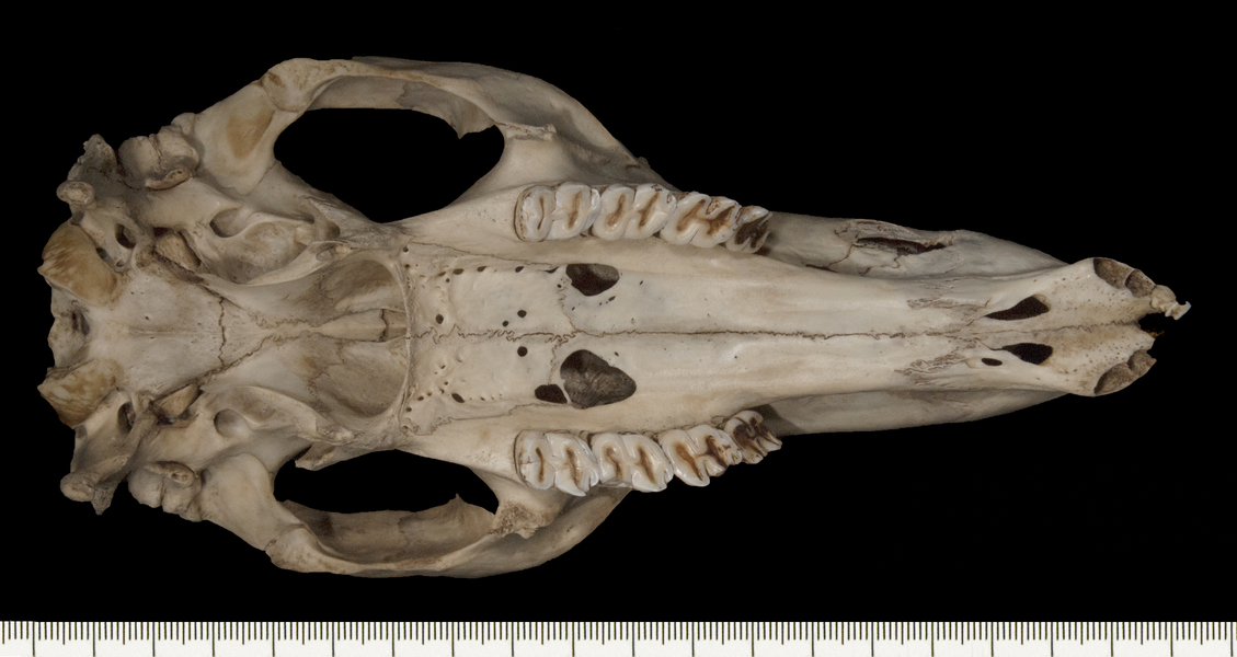 Macropus_fuliginosus160151ventral002