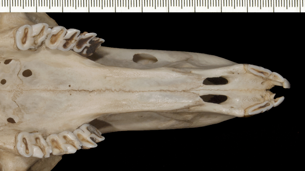 Macropus_robustus168162utr003