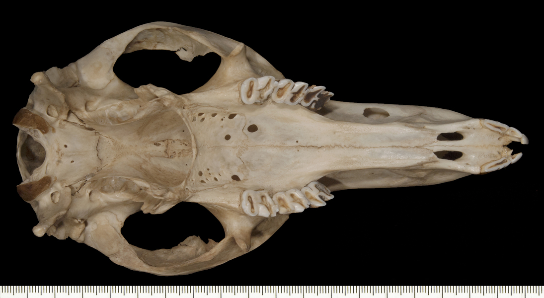 Macropus_robustus168162ventral003